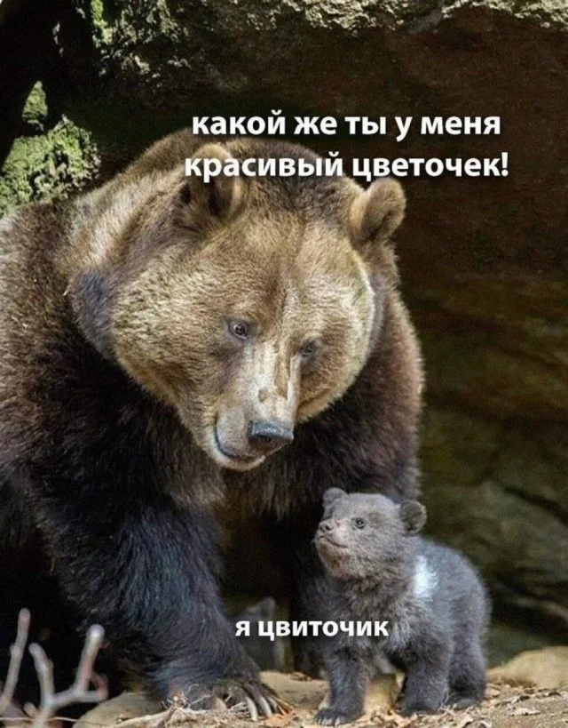 Смешные скрины из соцсетей #33