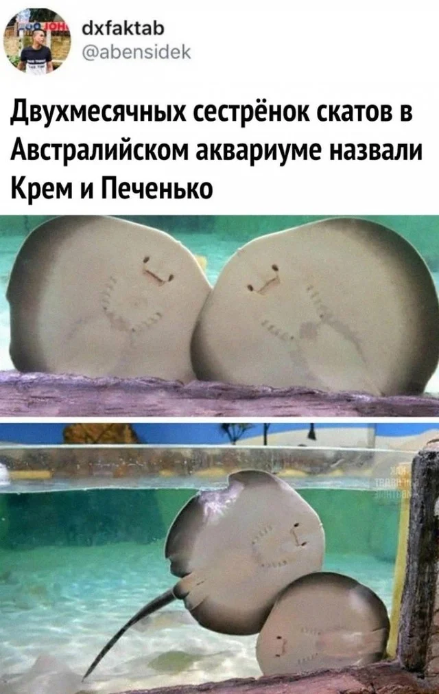 Так себе приколы