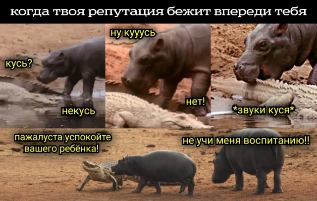 Оборжака! Веселые картинки!
