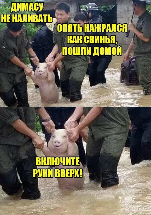 Коллекция баянов