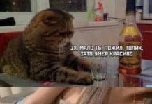 Кайф, а не прикольные картинки