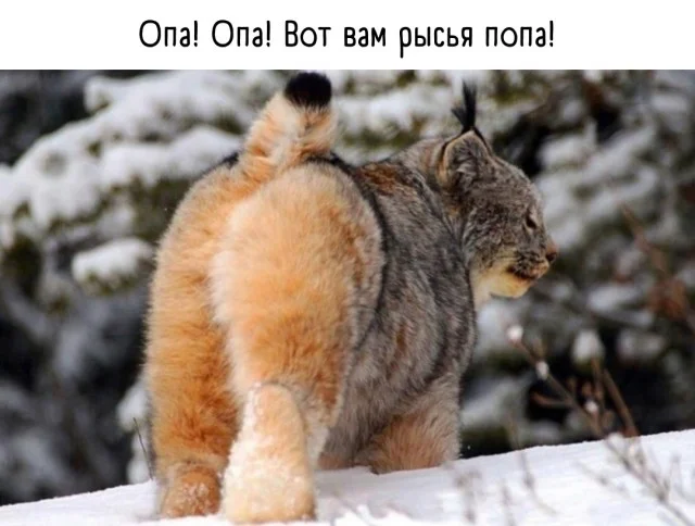 Получается юмор подъехал