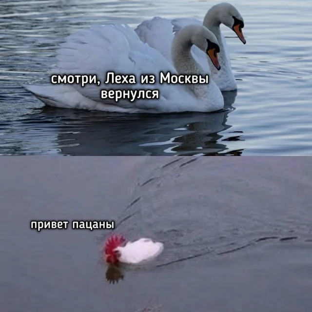Весело и смешно!
