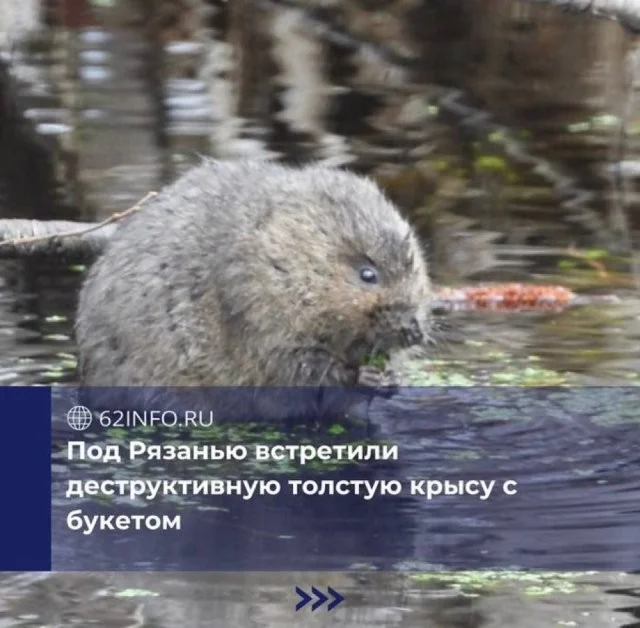 Смешные скрины из соцсетей #60