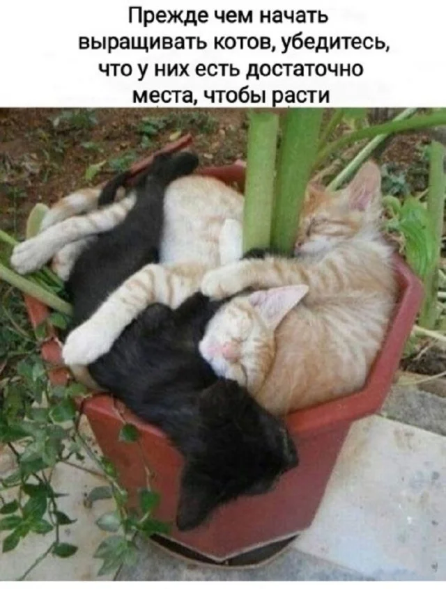 Отгружаем картинки