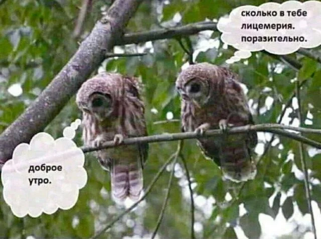 Смешные скрины из соцсетей #54