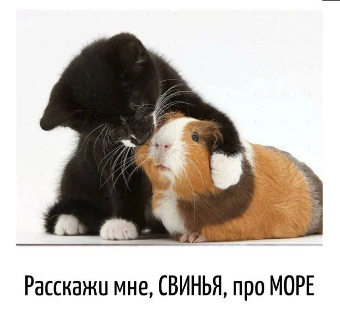 Нестандартный юмор #391