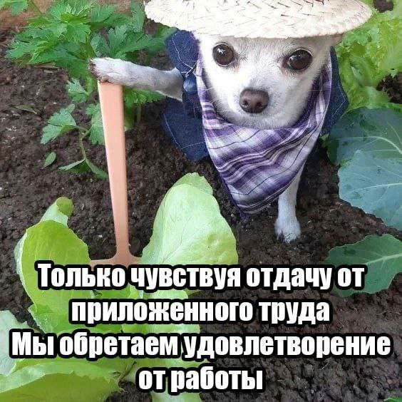 Веселушки