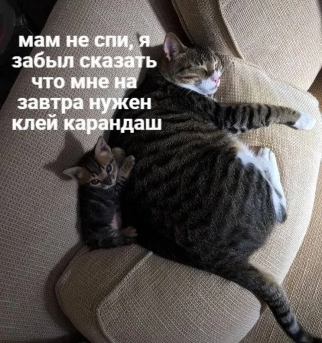 Смешные скрины из соцсетей #63