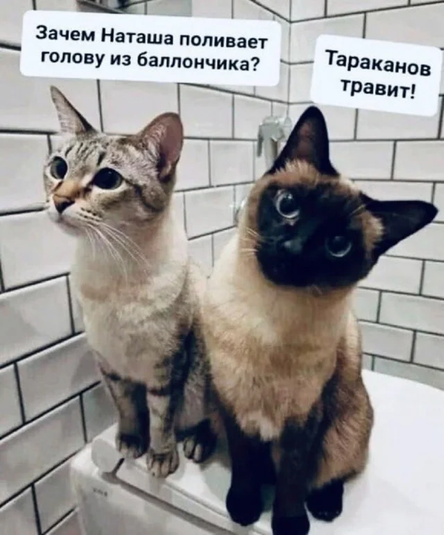 Весело и смешно!