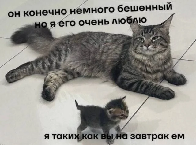 Смешные скрины из соцсетей #51
