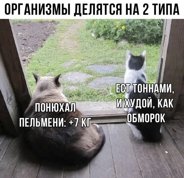 Смешные джепеги