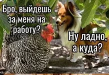 Нестандартный юмор #393