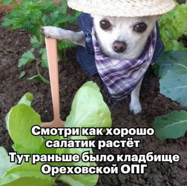 Смешные скрины из соцсетей #61