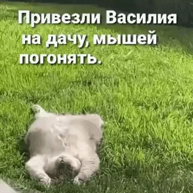 Весело и смешно!