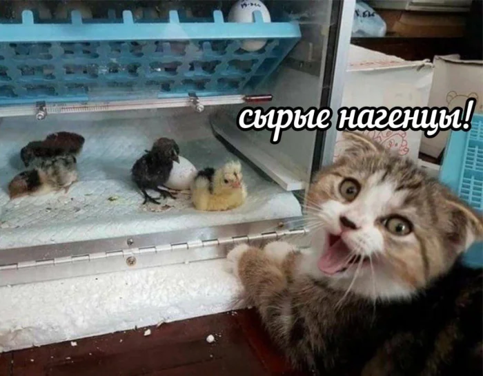Нестандартный юмор #399