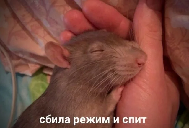 Смешные скрины из соцсетей #54