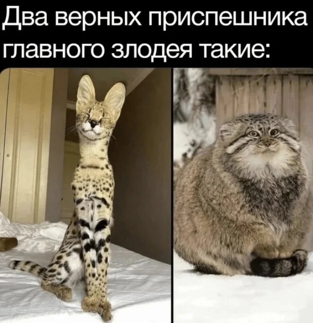 Ха-ха! Картинки!