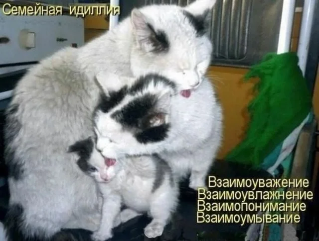 Смешные скрины из соцсетей #66