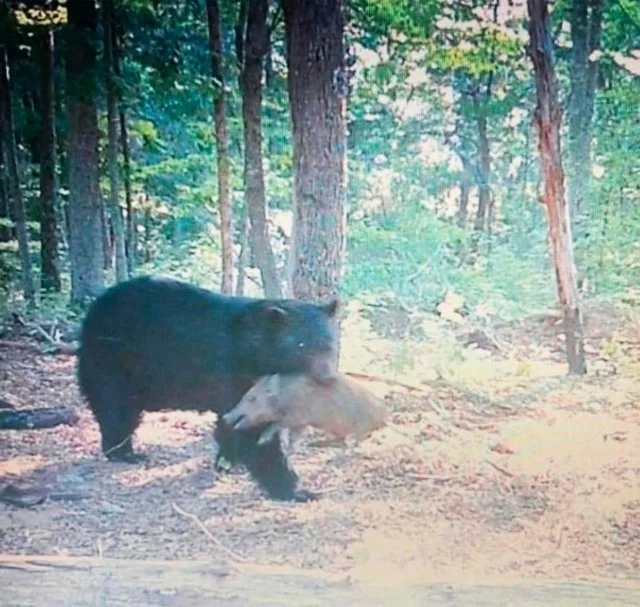 Смешнявки дня