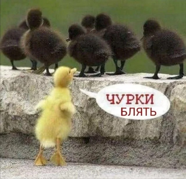 Кайфовые приколы!