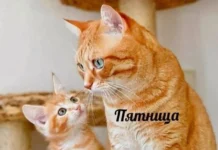 Смешные скрины из соцсетей #83