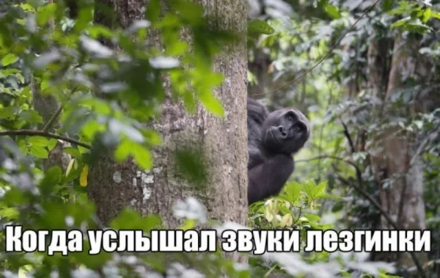 Хорошенько деградируем