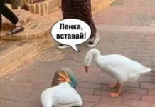 Ждали приколы? Держите!