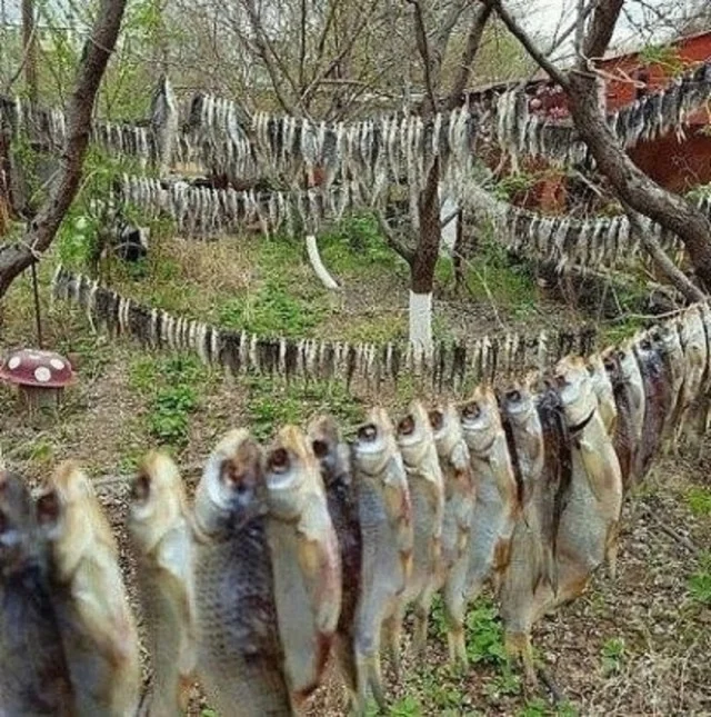 Смешнявки дня