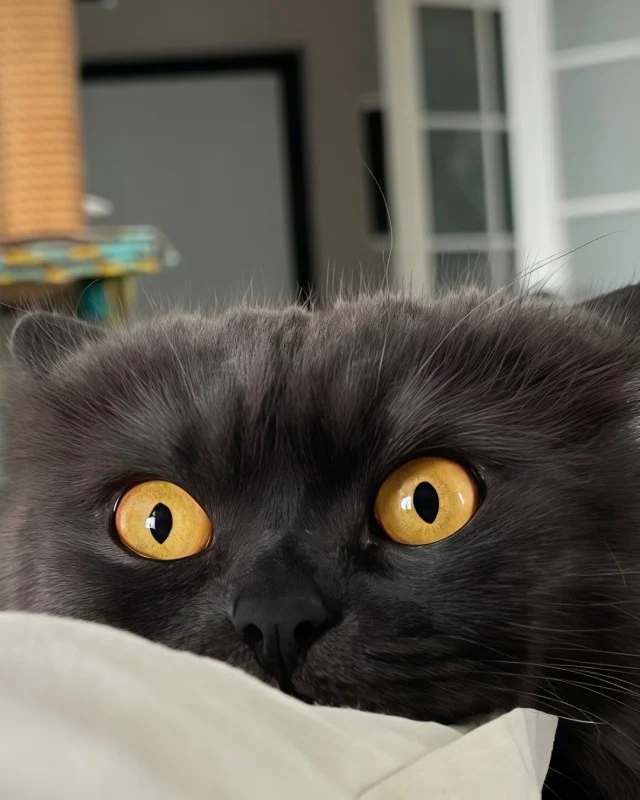 Смешнявки дня