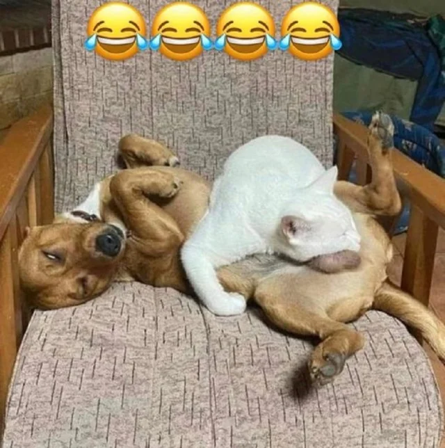 Смешнявки дня