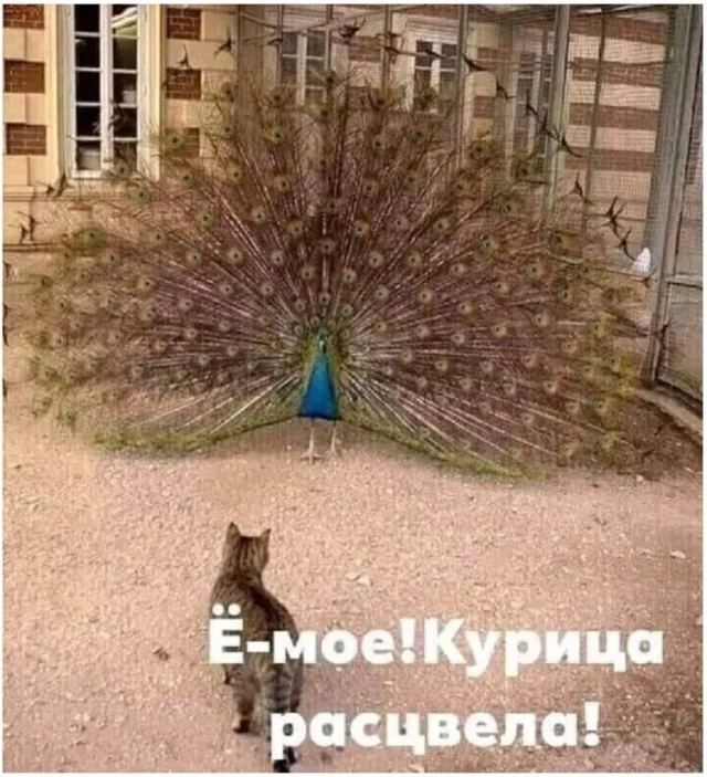 Ха-ха! Прикольные картинки!