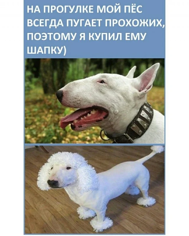 Актуальные приколы