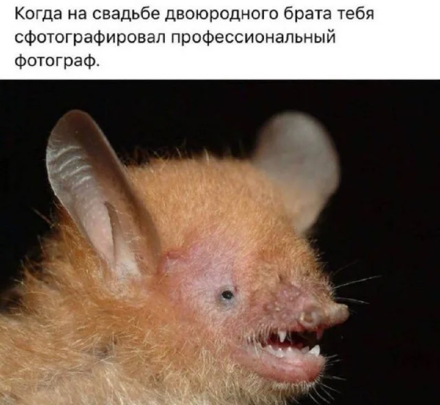 Деградейшен!