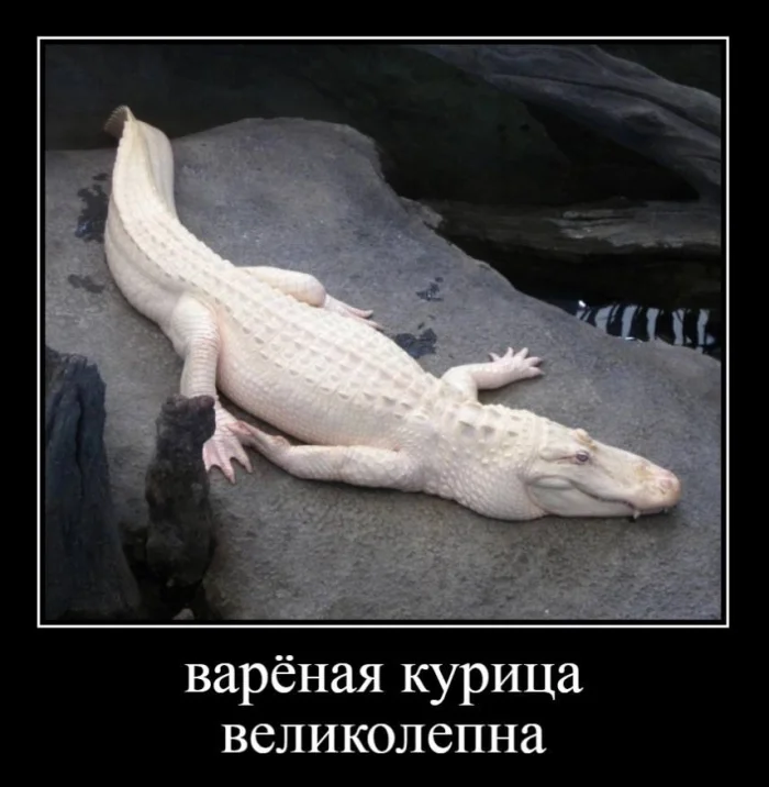 Нестандартный юмор #449