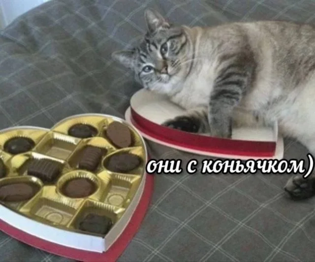 Смешные скрины из соцсетей #87