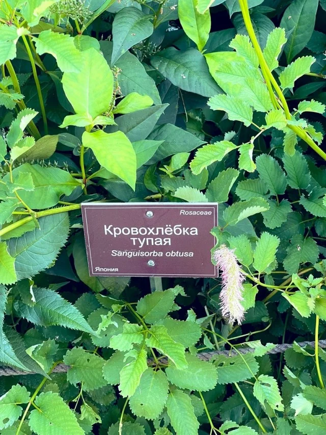 Актуальные приколы