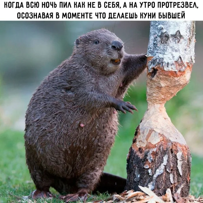 Нестандартный юмор #458 Нестандартный юмор #458