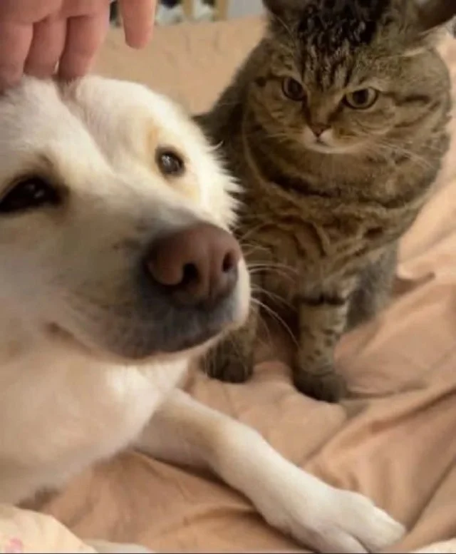 Актуальные мемы