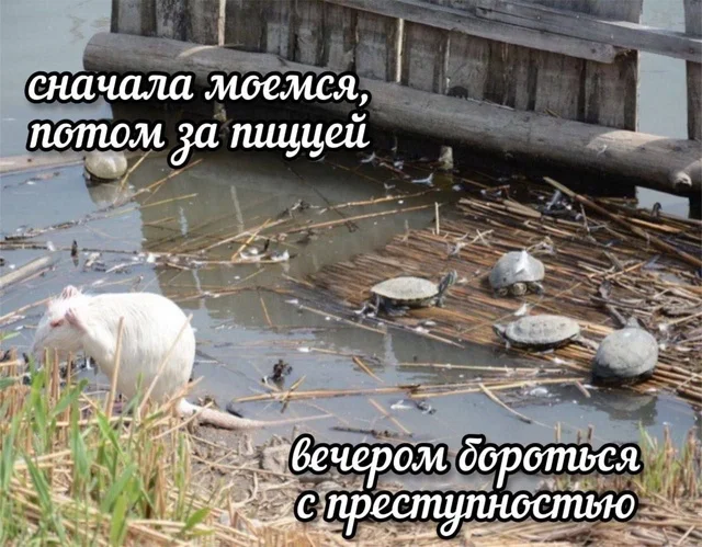 Вот и картинки