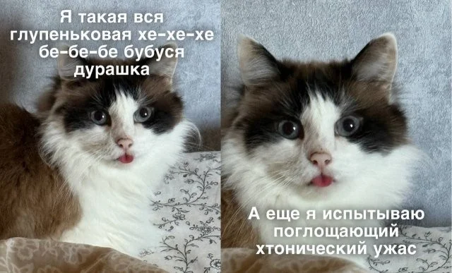 Смешные скрины из соцсетей #87