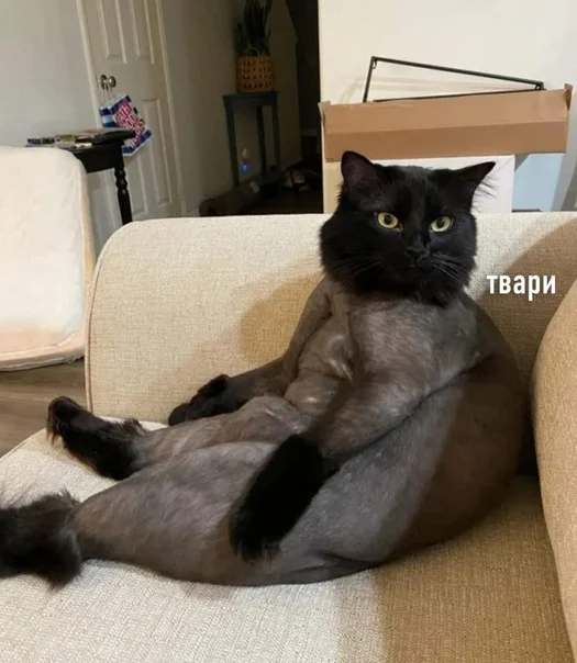 Деградейшен!