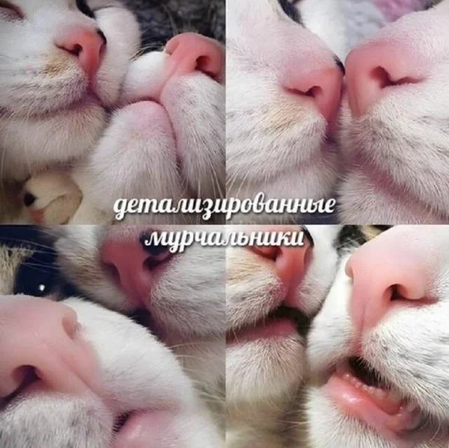 Ура! Картинки!