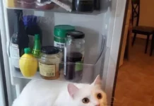 Актуальные мемы