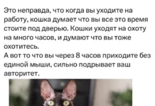 Свежак подъехал: Приколы