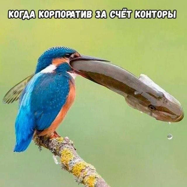 Смешные скрины из соцсетей #90 Смешные скрины из соцсетей #90