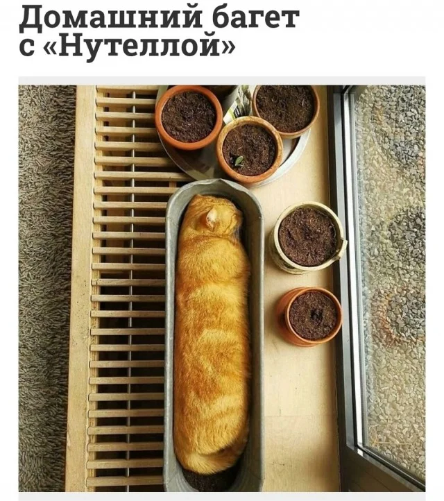 Актуальные приколы