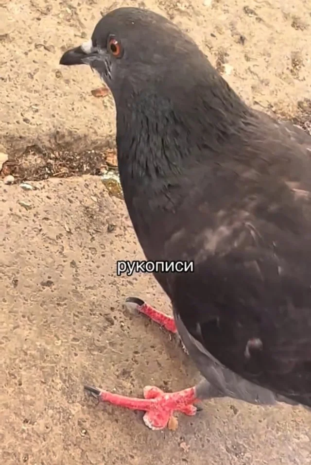 Нереально весело!