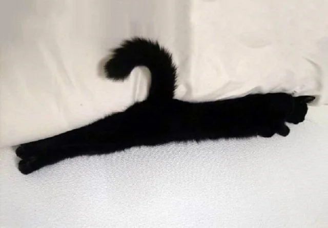 Свежак подъехал: Приколы