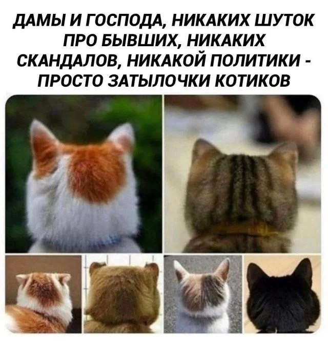 Смешные скрины из соцсетей #92 Смешные скрины из соцсетей #92